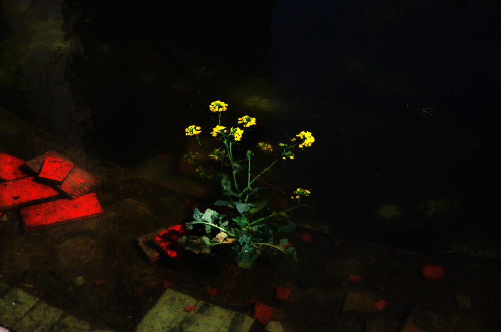 Fleur au pied de la GENEX TOWER, Belgrade, Beograd